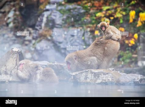 The Snow Monkey At The Edge Of The Hot Spring Pool Onsen At Jigokudani Monkey Park In Nagano