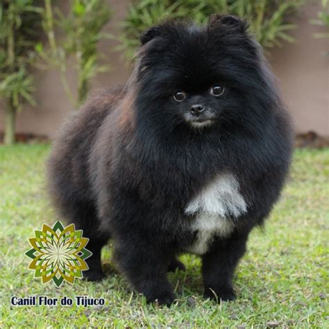 Adorable Lulu Da Pomerania Mini Preto Preco L2sanpiero