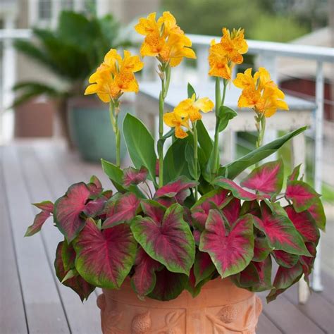 Caladium Fancy Florida Cardinal Container Gardening Flowers Summer Bulbs Container Gardening