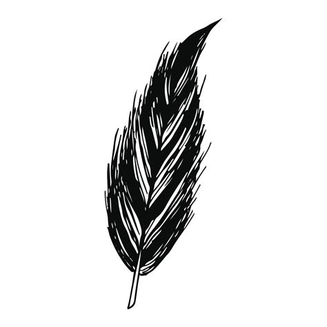 Feather Ornament Vector Illustration In Black And White Colors 16837221