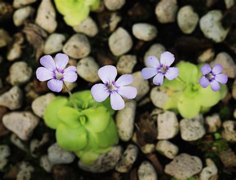 How To Grow Care For Butterworts Complete Guide