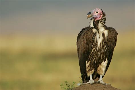 16 of the World's Most Endangered Vulture Species