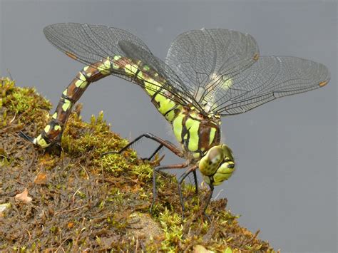 Southern Hawker Dragonfly Insect Week