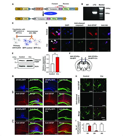 The Generation And Validation Of Active Casapse 3 CTg Mice A A