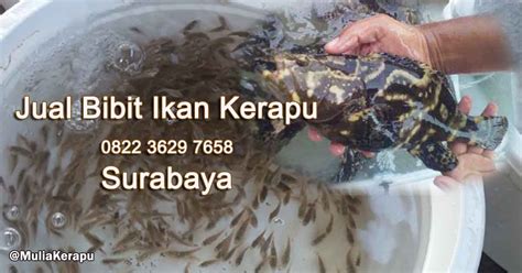 Jual Bibit Ikan Kerapu Surabaya 0822 3629 7658 0813 3005 5300 0813