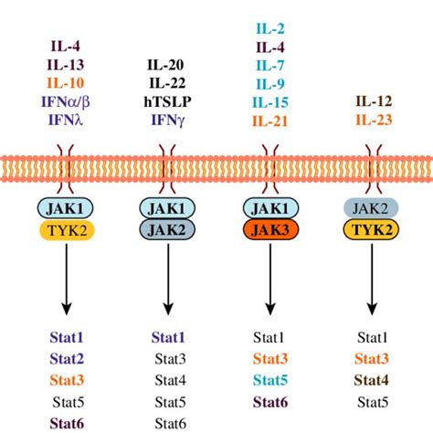 Jak And Stat Domain Organisation Schematic Showing The Domain