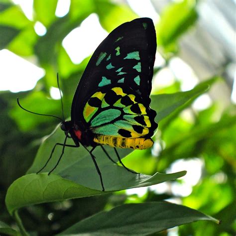 Do Butterflies Sleep? - Australian Butterfly Sanctuary