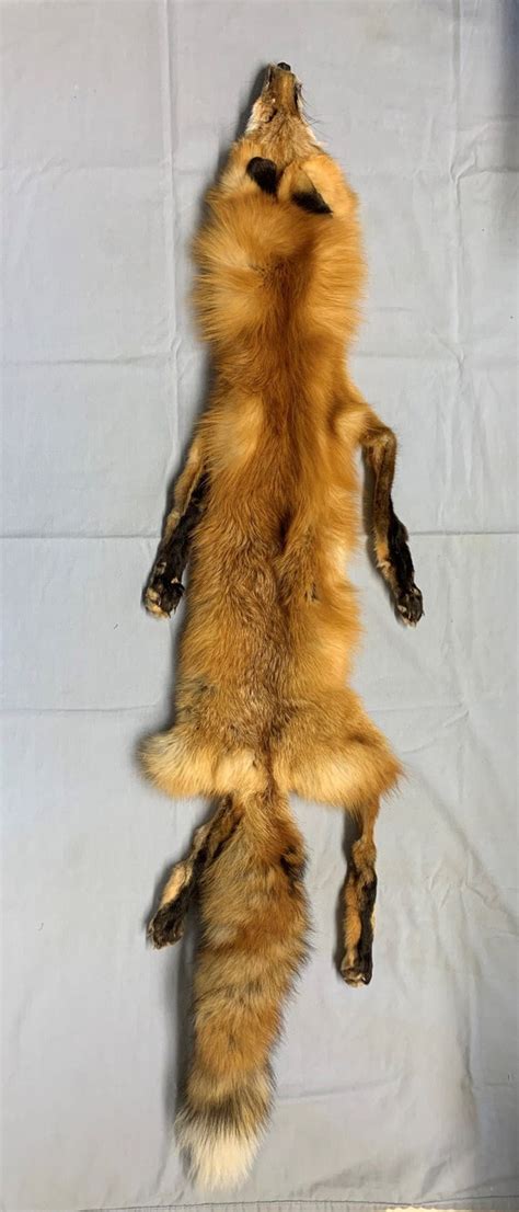 Wild Red Fox Pelt Wfeet Etsy