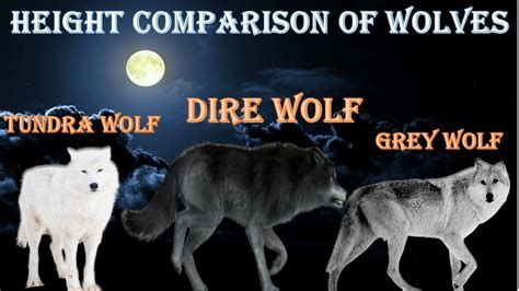 Wolf Size Comparison: How Big Are Wolves In Real Life? - Best School News