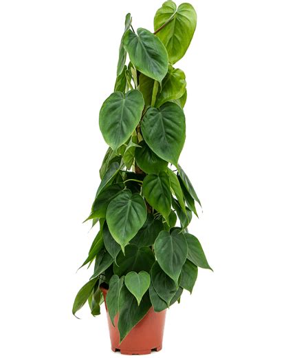 Philodendronscandens 80