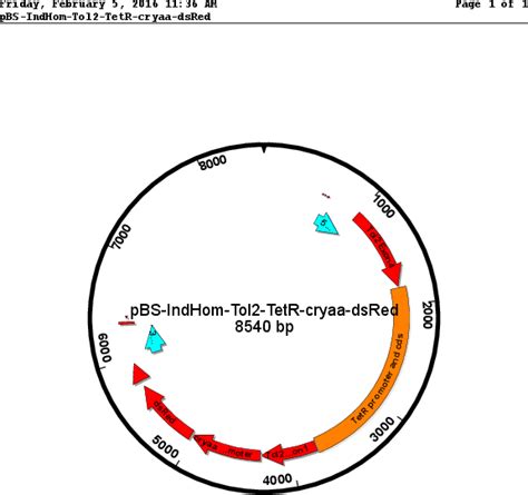 Addgene Pbs Indhom Tol Tetr Cryaa Dsred