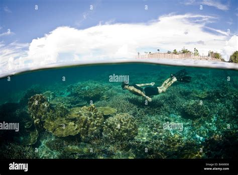 Snorkeling at Raja Ampat Raja Ampat West Papua Indonesia Stock Photo ...