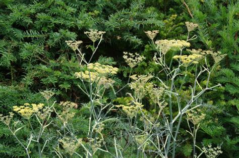 Foeniculum Vulgare Giant Bronze Venkel Bloemenpark Appeltern