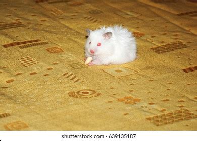 513 Hamster Eat Cheese Images, Stock Photos & Vectors | Shutterstock