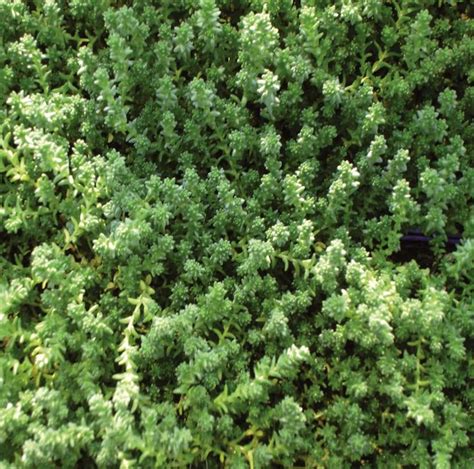 Sedum, Acre - A+ Garden Center | Duluth, Minnesota | Plants, Trees ...