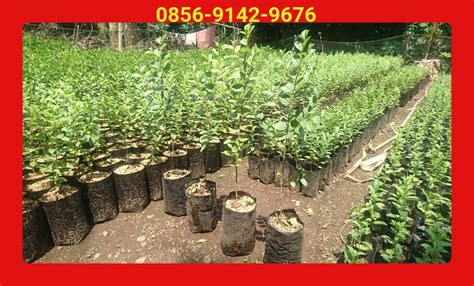 Jual Pohon Bibit Daun Buah Bidara Arab Jual Pohon Bidara