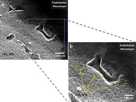 Sem Micrographs Highlighting The Formation Of Endothelial Monolayer On