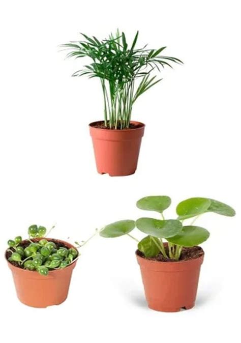 Serada Decor Plant L Ev Ofis I Mekan Canl Bitki Seti Pilea Areka