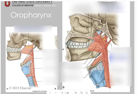 Oropharynx Muscles Anatomy Quizzes Exam 2 Cranial Nerves And Muscles