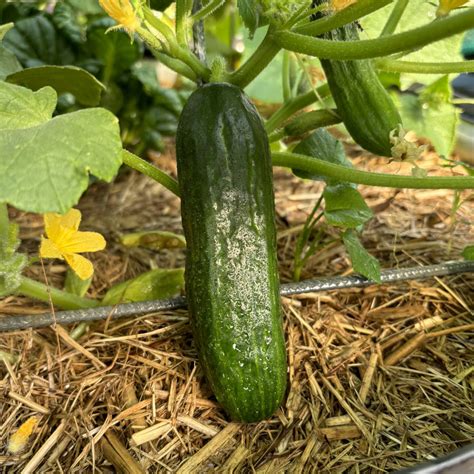 Cucumber 'Burpless' Seeds – Love of Dirt