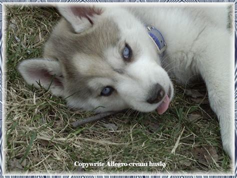 samoyedhasky: Siberian Husky