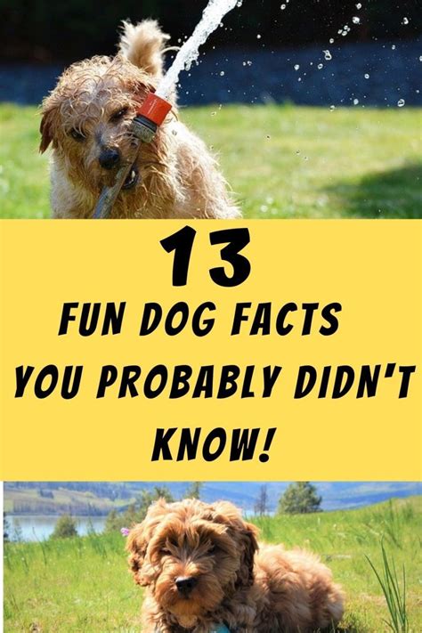 25 Cool Facts About Dogs You Probably Didnt Know Images And Photos Finder