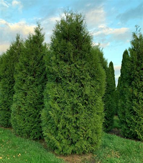 Туя западная Брабант (Thuja occidentalis Brabant) - Интернет-магазин ...