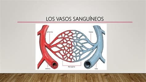 Sistema Cardiovascular Anatomia Topografica Ppt