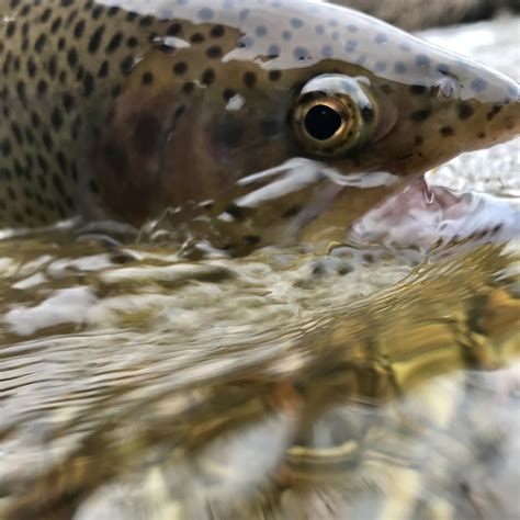 Beast Coast Anglers added a new photo. - Beast Coast Anglers