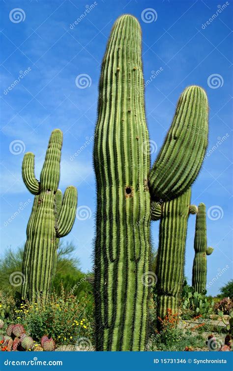 Saguaro Cactus Close Up Soaring Into Sky Royalty-Free Stock Photography ...