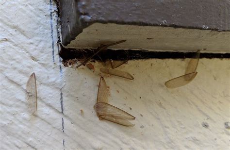 Understanding Drywood Termites Signs Swarming Season And Solutions