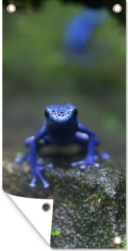 Poster De Jardin Grenouille Bleue Dans La Jungle X Cm