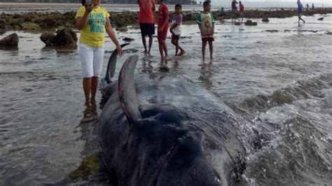 17 Paus Terdampar Di Pantai Koloudju NTT BKKPN Kupang Beri Penjelasan