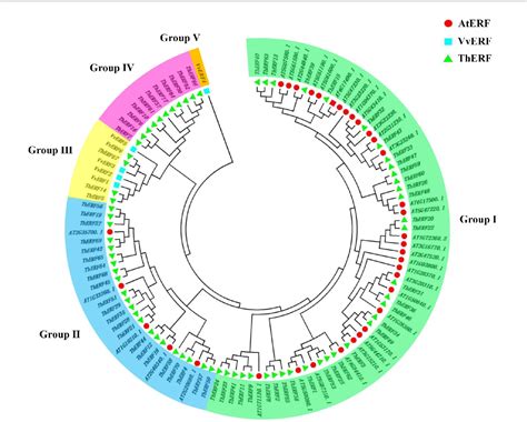 Figure 2 From Identification Of AP2 ERF Transcription Factors In