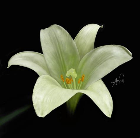 Digital painting of an Easter Lily by laziee2ann on DeviantArt