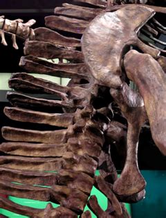 On Dinosaur Reconstruction: Posture of Dinosaurs