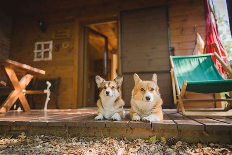 12 Pet-Friendly Cabins For Outdoor Adventures With Your Best Friend