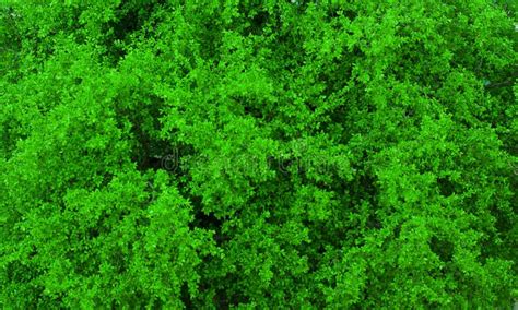 Green tree leaves texture stock photo. Image of healthy - 9285102