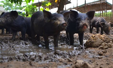 Swine Industry Strategic Science And Technology Plans Isps Platform