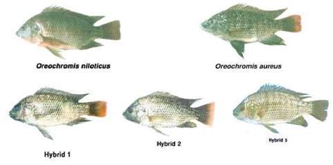 Tilapia Niloticus