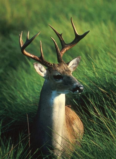 Preventing Deer From Becoming Pests Northeastern Ipm Center