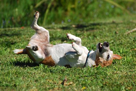 Qué hacer cuando un perro convulsiona Causas y tratamiento