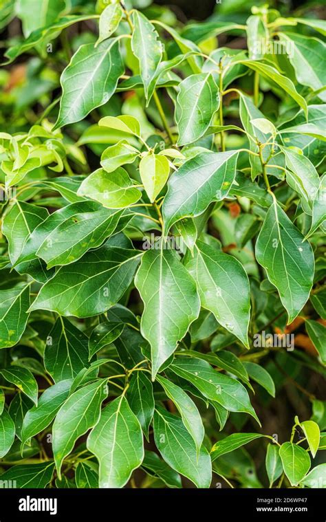 Leaves of camphor tree (Cinnamomum camphora Stock Photo - Alamy