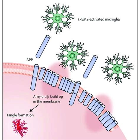 Amyloid β neuronal damage and TREM2 mediated activation of microglia