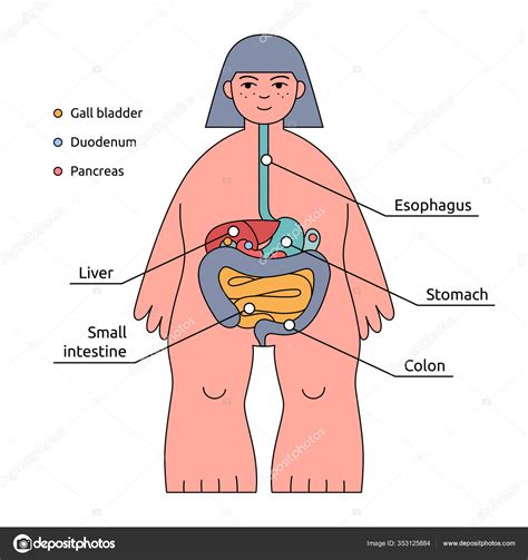 Infograf A De La Estructura Corporal Humana Sistema Digestivo Con