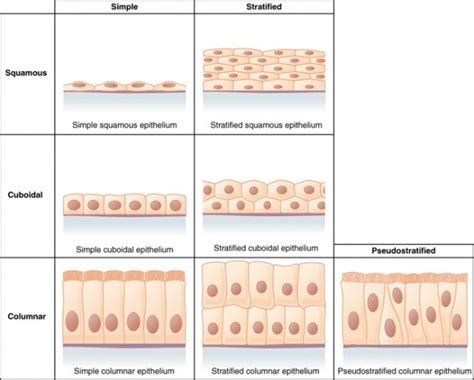 Epithelial Tissue: Characteristics, Types, and Functions | Owlcation