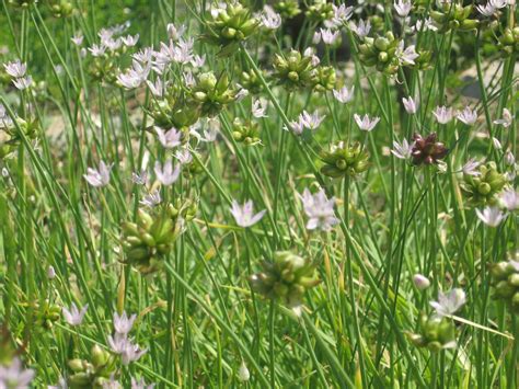 Meadow Garlic Allium Canadense 125 Per Bulb Norton Naturals