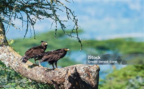 Elang Jambul Panjang Adalah Burung Pemangsa Seperti Semua Elang Itu Ada ...