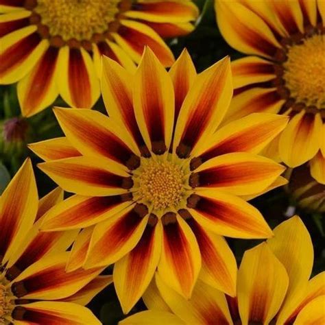 Gazania New Day Red Stripe Flower Seeds At Rs 2880 00 ID 27164529312