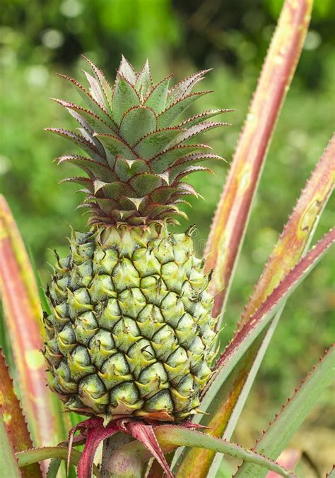 Ananas Tropicale Fresco Sull Albero In Azienda Agricola Fotografia